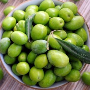 cil topak zeytin fidani